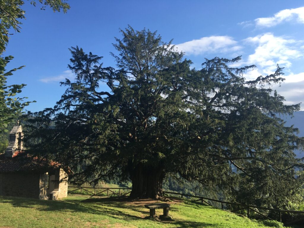 Tejo de Bermiego, Bermiego, Camín Real de la mes