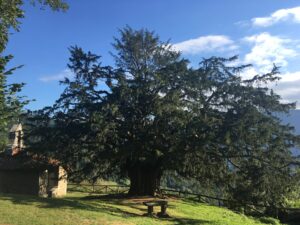 Tejo de Bermiego, Bermiego, Camín Real de la mes